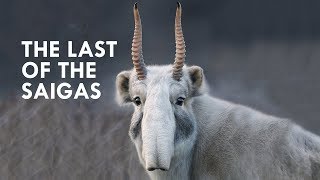 Saigas are Straight Out of Star Wars [upl. by Eetnahs]