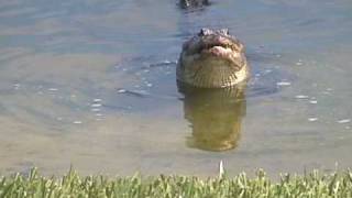 Alligator Eats Fish Eating Fish [upl. by Retnyw]