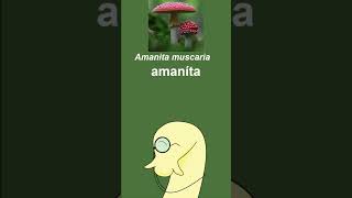 Como pronunciar Amanita muscaria [upl. by Recor]