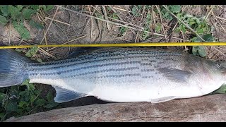 Sacramento river striper fishing fall run report striper trophy season [upl. by Clara168]