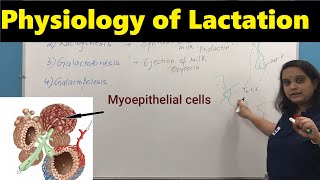 Physiology of Lactation  Nursing Lecture [upl. by Akinaj410]