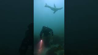 Dancey Seadoggo scubadiving scuba diving sealions underwater [upl. by Palmira702]