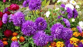 How to Grow Asters from Seed [upl. by Valley983]