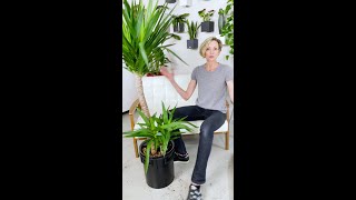 How To Remove Dead 💀 Stalk I Yucca Elephantipes 🌱 shorts [upl. by Allissa]