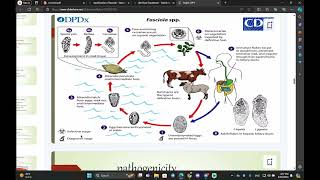 fasciola hepatica شرح درس التاسع بايو نظري [upl. by Hazem]