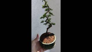 Bonsai Juniperus Chinensis plumosa [upl. by Japha265]