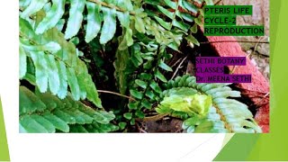 LIFE CYCLE OF PTERIS2REPRODUCTION [upl. by Eniluj]