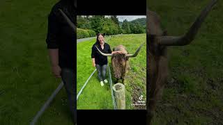 Highland Cows in Trossachs National Park Scotland [upl. by Nilek379]