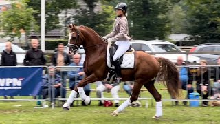 KWPN Dag van het Gelders paard Hengsten O jaargang  Odeer Obrian amp Ojee B 22 juli 2023 [upl. by Arni]