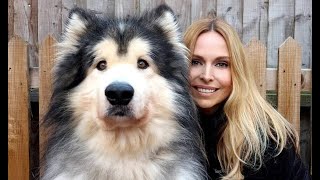 Woman Takes Care Of 13 Big Alaskan Malamutes 😲 The Koala [upl. by Ronny898]