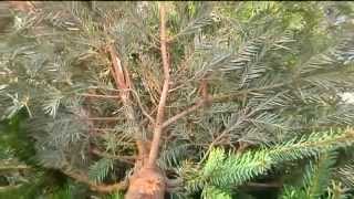 ChristbaumEntsorgung in München Raus mit dem Baum – Aber wohin [upl. by Malvino336]