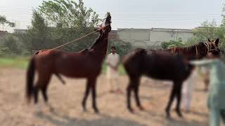 Horse meets each other first time [upl. by Anirdnaxela412]