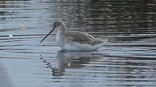 Spotted Redshank  Winter to Summer Plumage 2024 [upl. by Yrret]