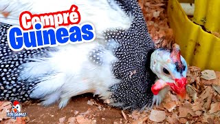 Compre Gallinas de Guinea  Gallinetas [upl. by Arihsay]