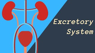 Excretory System  Kidneys Skin and Lungs eliminating waste [upl. by Kcirderfla637]