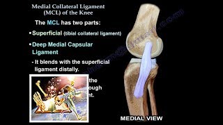 Medial Collateral Ligament Of The Knee  Everything You Need To Know  Dr Nabil Ebraheim [upl. by Arytal]