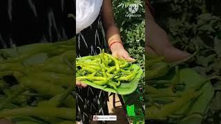 Organic chilli harvesting in my terrace garden youtubeshorts shorts nethravlogsintelugu [upl. by Eugatnom739]