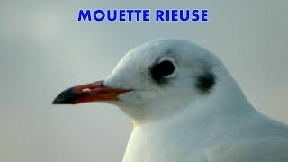 MOUETTE RIEUSE à Paris [upl. by Tenaej]