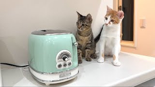 トースターから食パンが飛び出してきたときの子猫たちのリアクションが100点すぎましたw [upl. by Fontana]