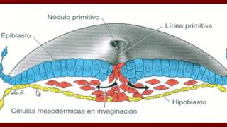 Tercera semana del desarrollo embrionario [upl. by Enra]