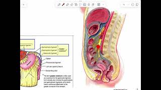 LEC 5 Anatomy GI system [upl. by Yelsna]