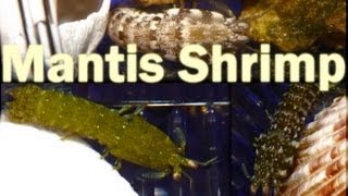 Mantis Shrimp Unboxing [upl. by Constanta]