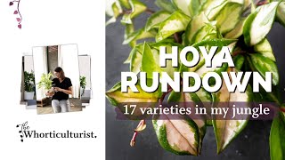 Hoya Rundown  with 17 varieties I mostly love [upl. by Aleta]