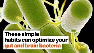 How to optimize your gut and brain bacteria  Dave Asprey  Big Think [upl. by Hyland872]