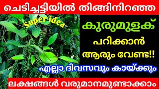 5 പൈസ ചിലവില്ലാതെ ഇനി കുരുമുളക് എല്ലാ ദിവസവും വിൽക്കാം ലക്ഷങ്ങൾ സമ്പാദിക്കാം  Bush Pepper [upl. by Ahsitul]