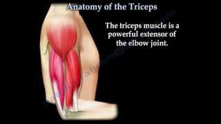 Anatomy Of The Triceps  Everything You Need To Know  Dr Nabil Ebraheim [upl. by Sedecram]