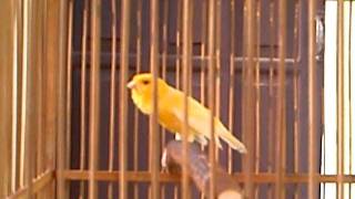 burung kenari canary Serinus Canaria [upl. by Chouest]