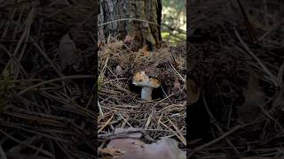 Boletus edulis Білий гриб 🍄 nature forest белыйгриб [upl. by Nylarahs840]