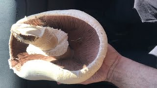 AGARICUS CAMPESTRIS AGARICUS ARVENSIS Y AGARICUS XANTHODERMUS JUNIO 2018 [upl. by Amme492]