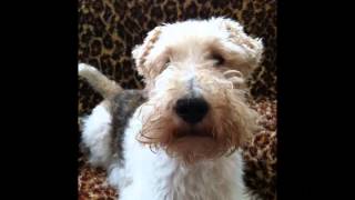 LADRIDOS DEL PERRO FOX TERRIER  caracteristicas  BARKING DOG FOX TERRIER  characteristics [upl. by Karlotte]