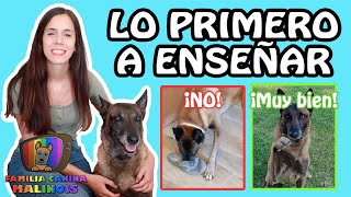 Las PRIMERAS ÓRDENES que DEBES ENSEÑAR a un PERRO o CACHORRO  Adiestramiento Canino en Obediencia [upl. by Power387]