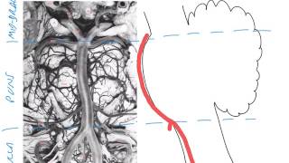 The vertebrobasilar system [upl. by Aynatahs]