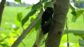 Summer cicada sound and video [upl. by Rehpotsirc]