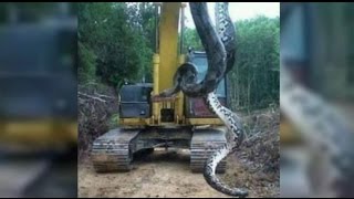 Anaconda  Giant snake found in Brazil  Cobra de 10 metros encontrada no Pará [upl. by Chantalle]