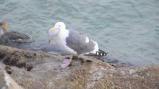 FAIL Seagull Unable to Swallow a Fish [upl. by Aridatha]