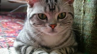 Animal Planet  Cats 101  American Shorthair [upl. by Christin]