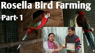 Rosella Bird Farming Part1 Rosella Price [upl. by Isawk]