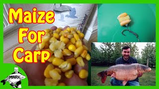 Preparing Maize for Carp Fishing [upl. by Lettie]