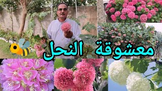 الدومبيا أو الثريا Dombeya اكليل العروس او جرس الزفاف شجيرة مزهرة عطرية وجاذبة للنحل 🐝 جميلة جداً [upl. by Lottie]