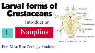 Part1 Larval forms of CrustaceansIntroductionNauplius For MscBsc zoology students [upl. by Trumann]