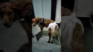 Dog wearing huggies👍👍 kidssong kids nurseryrhymes viralvideo song jojomili65 jojomili65 [upl. by Inol]