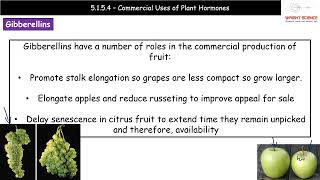 A Level Biology  5154  Commercial Uses of Plant Hormones [upl. by Ravert342]