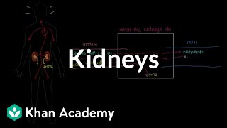 Meet the kidneys  Renal system physiology  NCLEXRN  Khan Academy [upl. by Neesay]