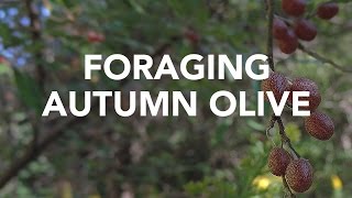 Foraging Autumn Olive with Adam Haritan Learn Your Land [upl. by Ellevart]