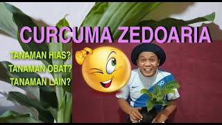 Ciri Tanaman Curcuma Zedoaria dan Manfaatnya [upl. by Casimir]