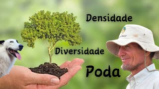 Construindo uma agrofloresta no semiárido Como ter êxito [upl. by Verna]